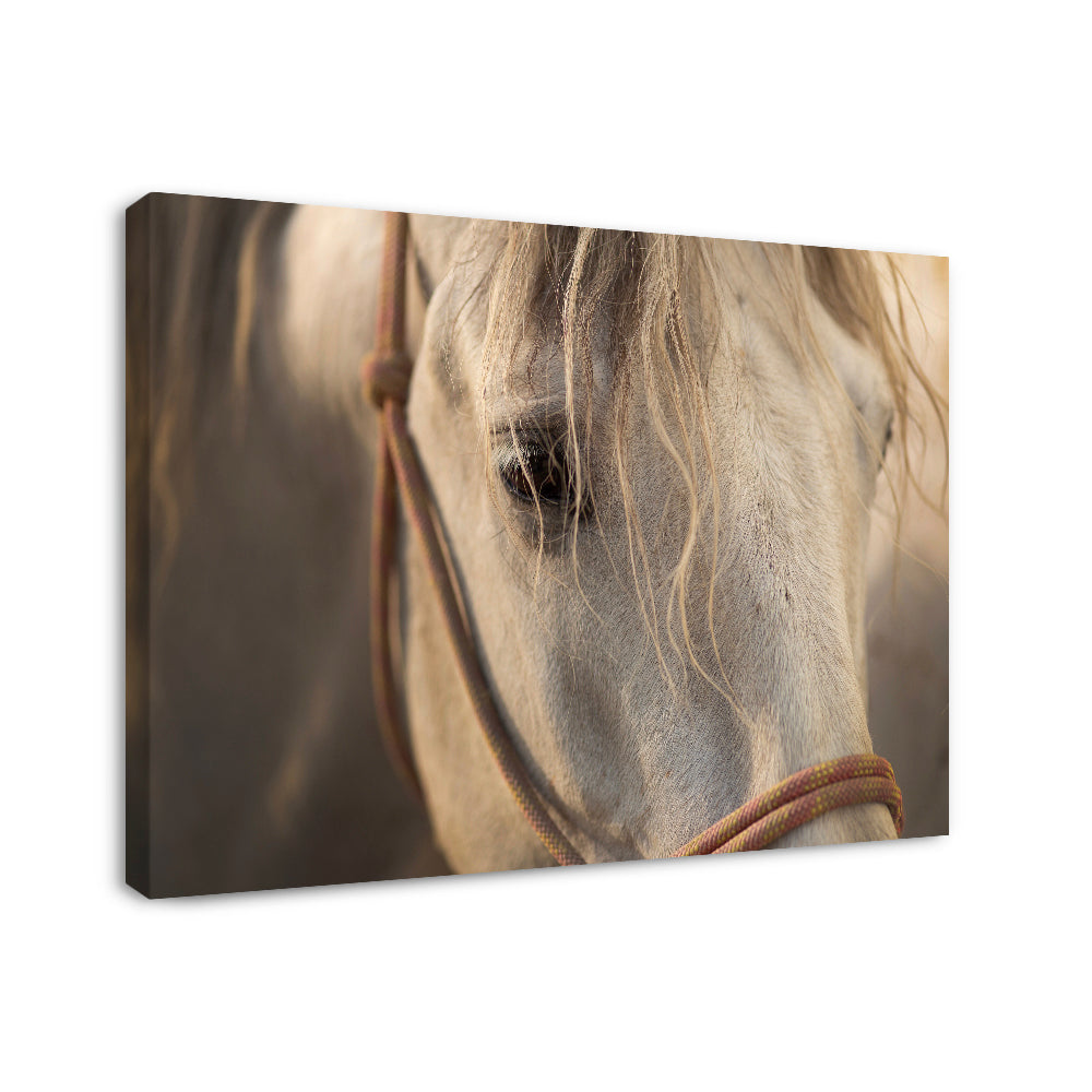 Stallion - Canvas Wall Art