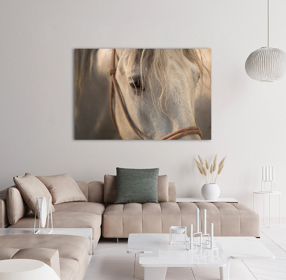 Stallion - Canvas Wall Art